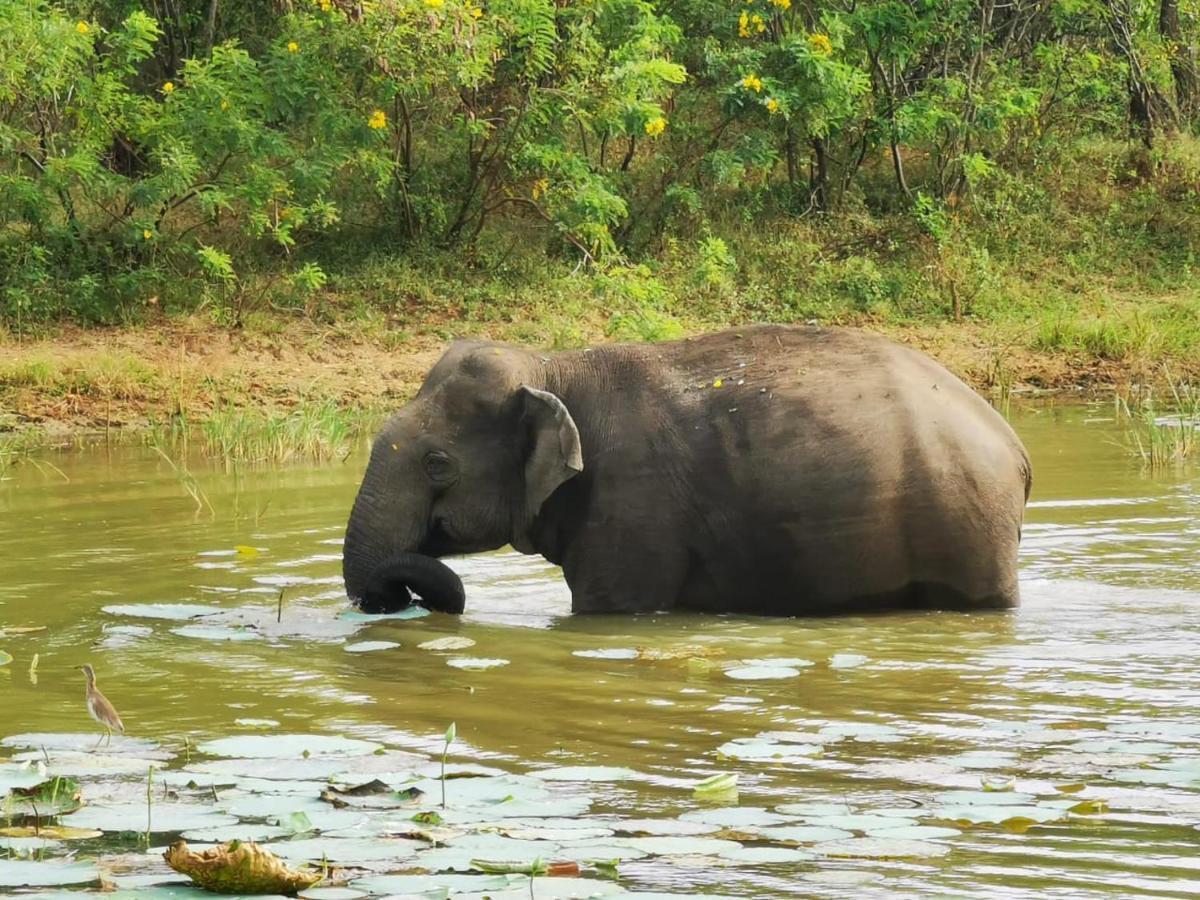Lavender Home Yala Safari Tissamaharama Ngoại thất bức ảnh