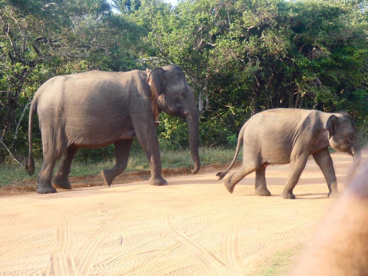 Lavender Home Yala Safari Tissamaharama Ngoại thất bức ảnh