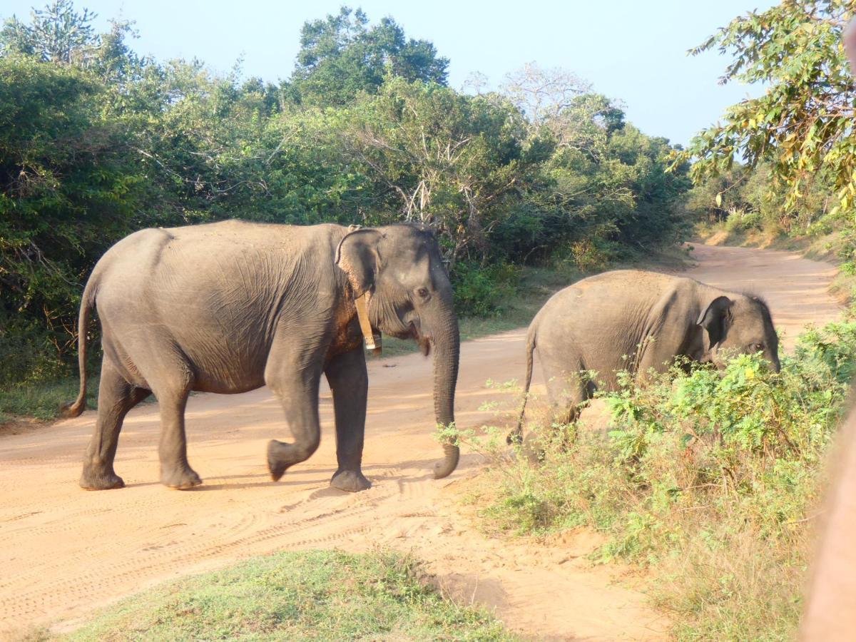 Lavender Home Yala Safari Tissamaharama Ngoại thất bức ảnh