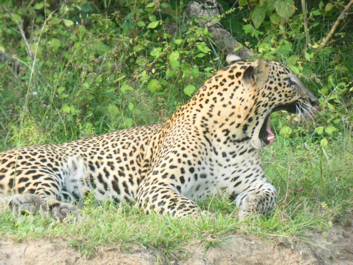 Lavender Home Yala Safari Tissamaharama Ngoại thất bức ảnh